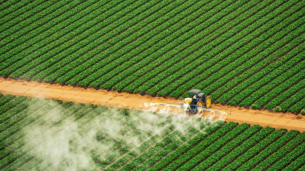 Best Pest Prevention Services  in Golden Meadow, LA